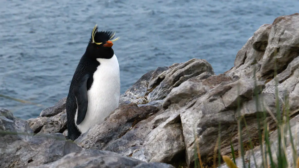7 Tempat Melihat Penguin di Alam Liar Selain Antartika