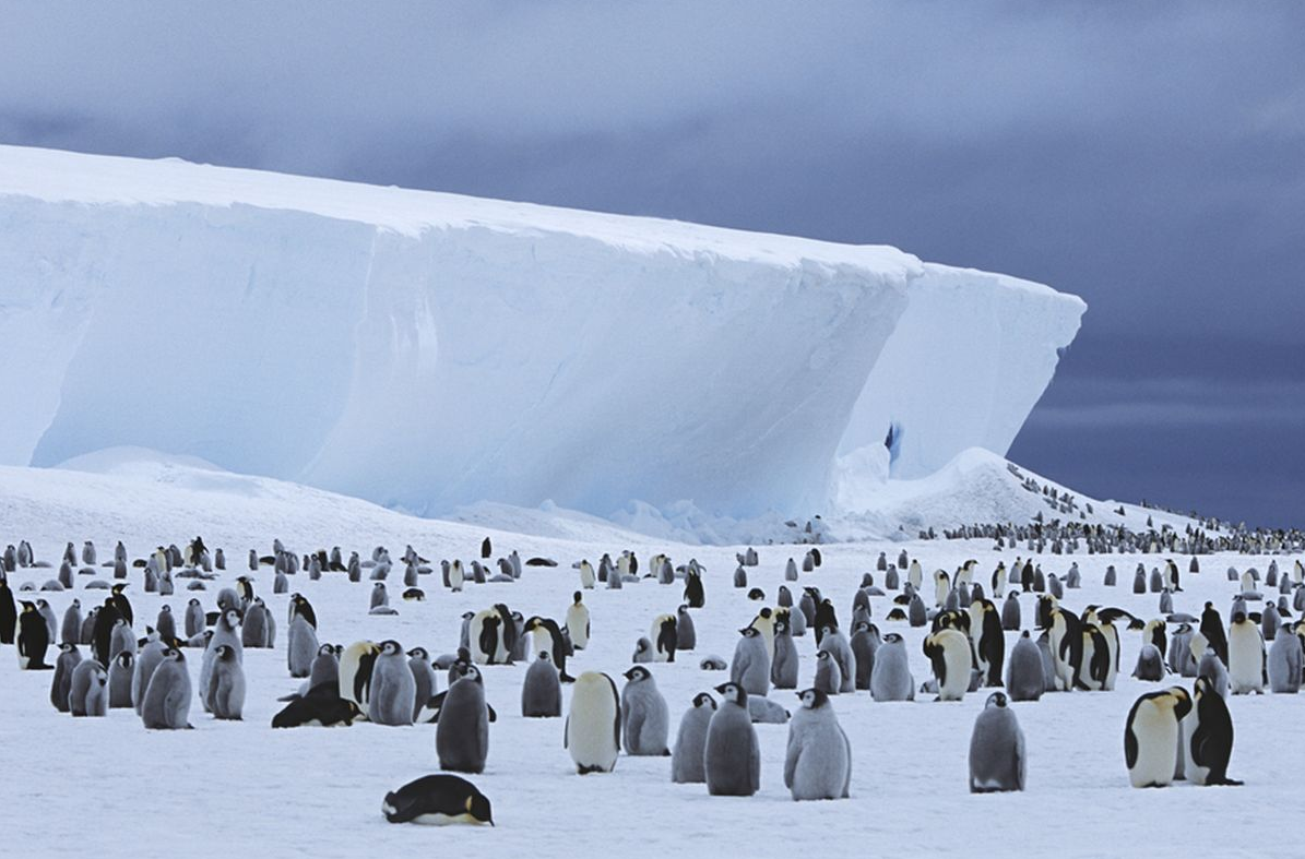 Tertarik Berwisata Ekstrem ke Antartika? Bisa Kok, Begini Caranya!