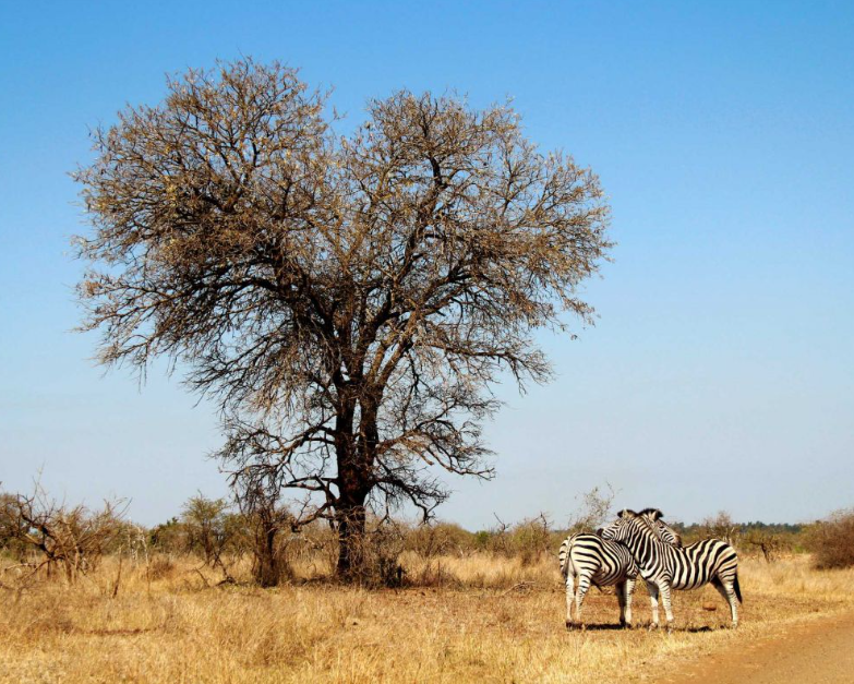 Taman Nasional Kruger: Keajaiban Alam Afrika Selatan